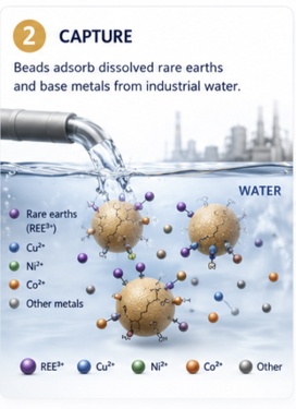 Beads suspended in water binding dissolved metal ions